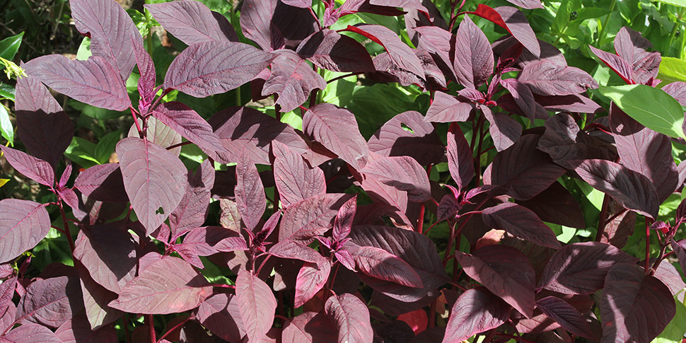 Amranthus-Burgundy-Glow