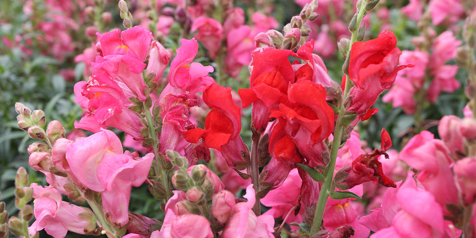Antirrhinum-Pink-Glow