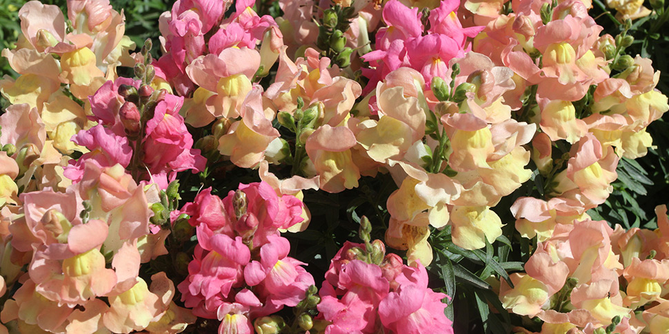 Antirrhinum-Saharan-Dawn