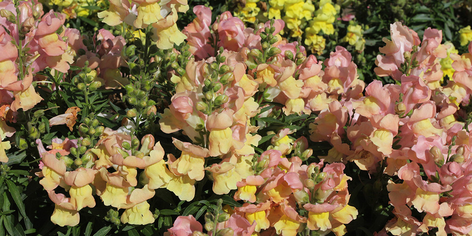 Antirrhinum-Saharan-Peach.