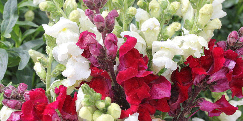Antirrhinum-St-George