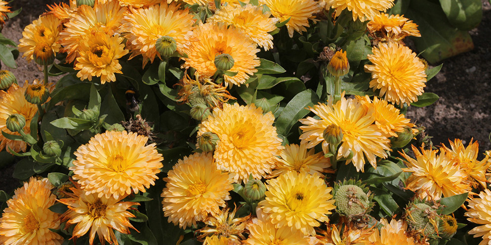 Calendula-Apricot-Cream