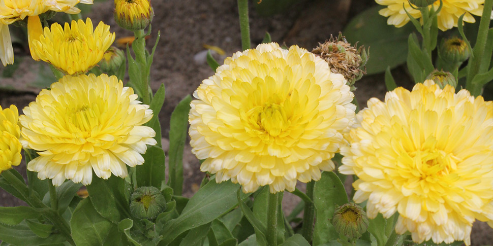 Calendula-Banana-Twist