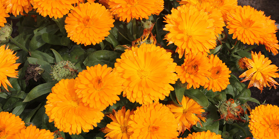 Calendula-Orange-Cream