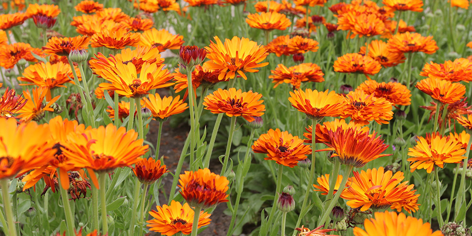 Calendula-Orange-Fire