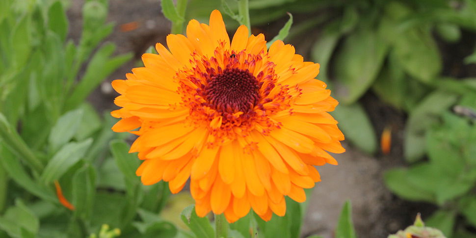 Calendula-Orangecrest