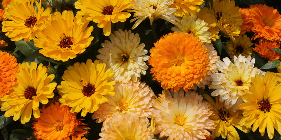 Calendula-Sparky