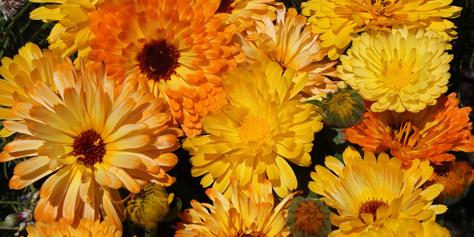 Calendula-Summer-Carnival