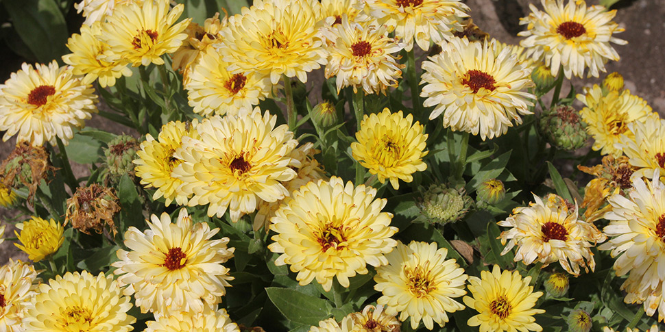 Calendula-Yellow-Cream