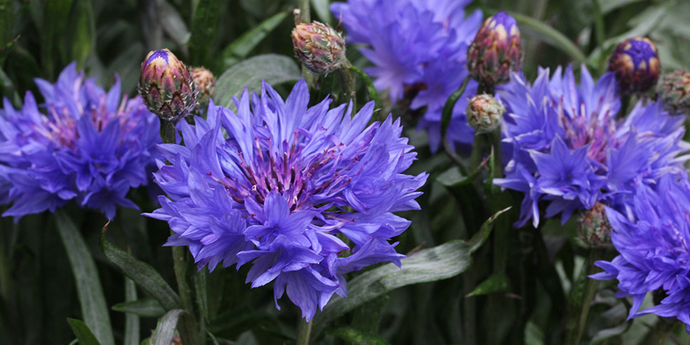 Centaurea-Baby-Blue