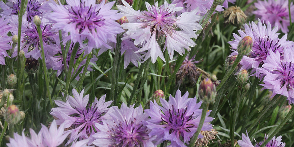 Centaurea-Baby-Lilac
