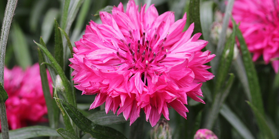 Centaurea-Baby-Red