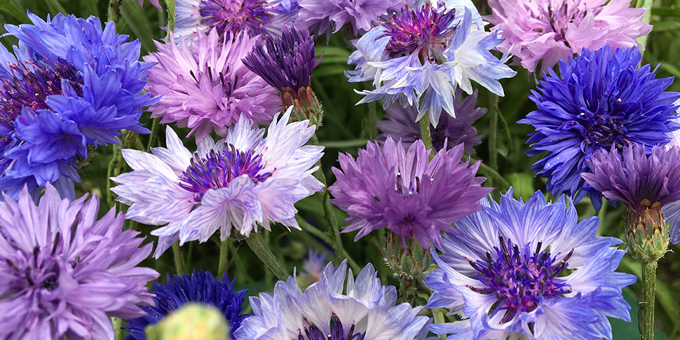 Centaurea-Blue-Lagoon