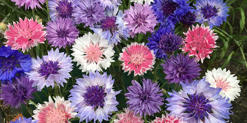 Centaurea-Jazzy