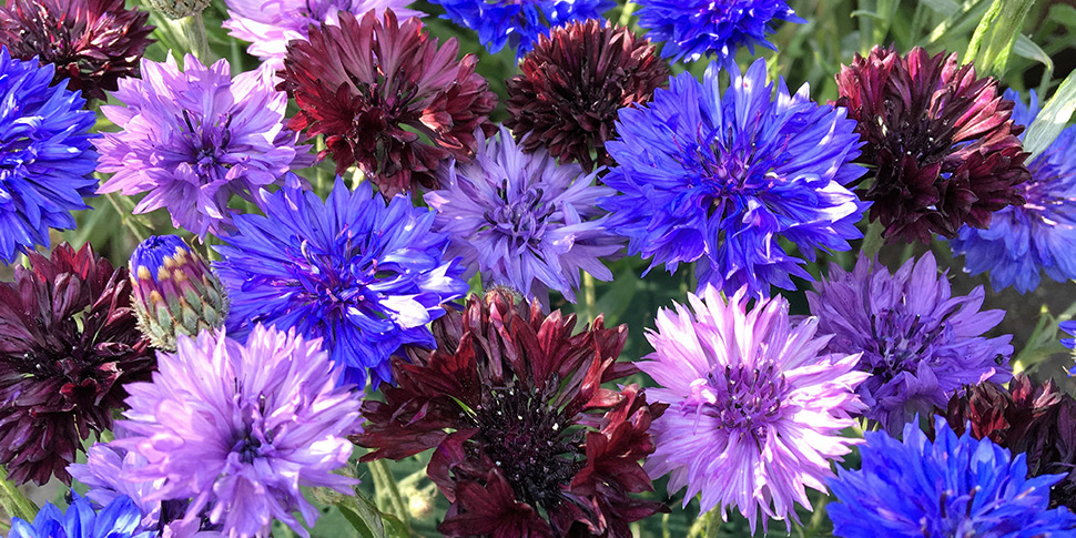 Centaurea-Purple-Haze
