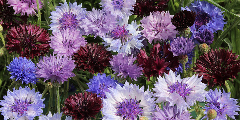 Centaurea-Stormy-Skies