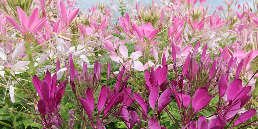 Candy Splash | Cleome spinosa | Compass Horticulture