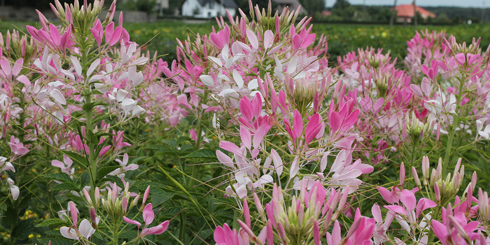 Cleome-Rose-Splash