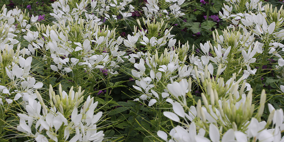 Cleome-White-Splash
