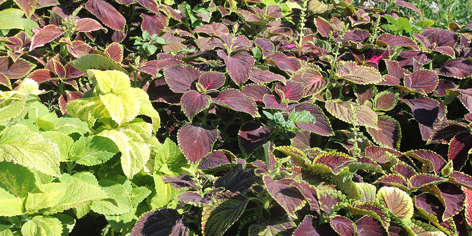 Coleus-Coral-Reef