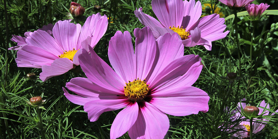 Cosmos-DW-Pink-Blotch