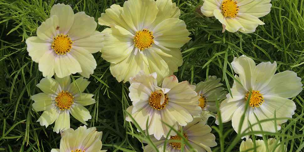 Cosmos-Sulphur.