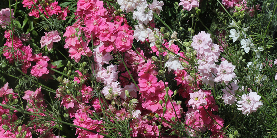 Delphinium-Pink-Dawn