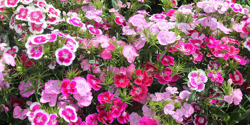 Dianthus-In-the-Pink