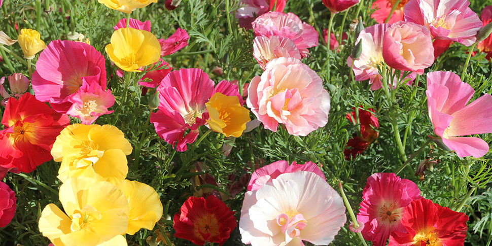 Eschscholzia-Candy-Mix