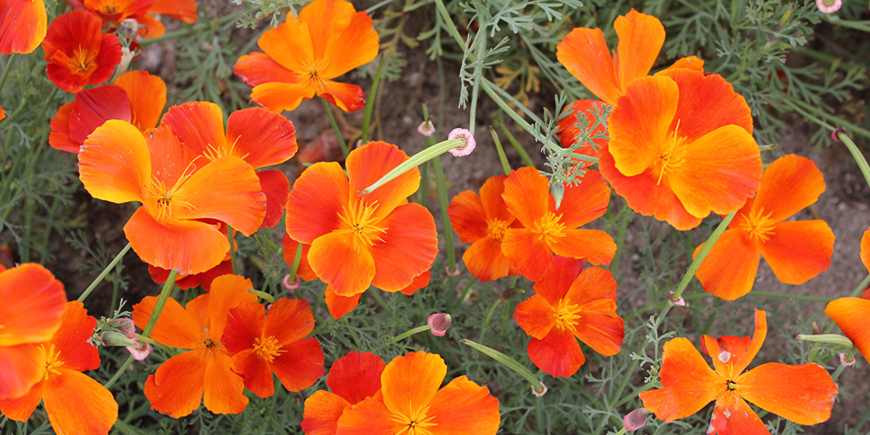 Eschscholzia-Fireglow