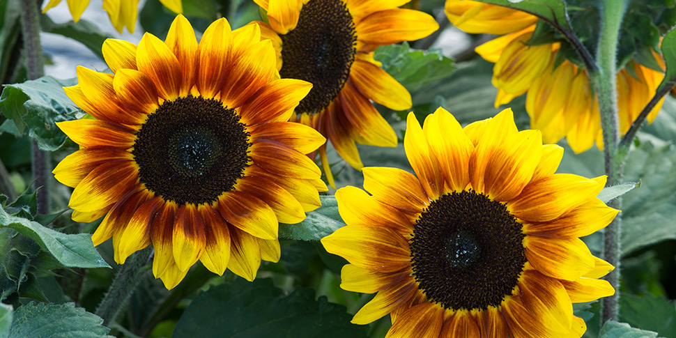 Helianthus-Soleil-Flame