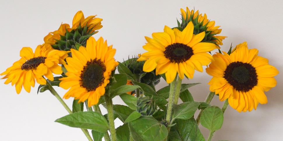 Helianthus-Soleil-Gold