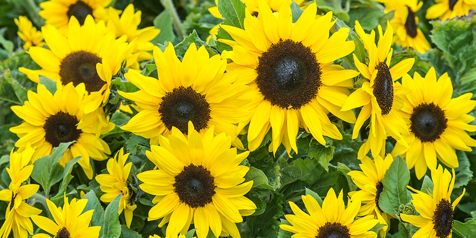 Helianthus-Soleil-Honey
