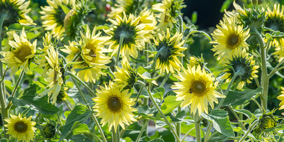 Helianthus-Soleil-Lemon