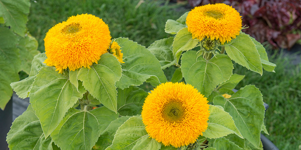 Helianthus-Soleil-Mum