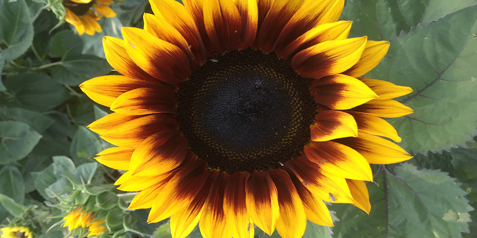 Helianthus-Soleil-Red