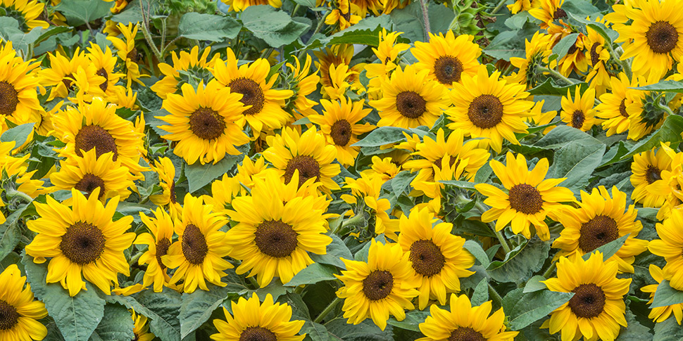 Helianthus-Soleil-Sun