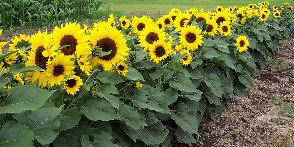 Helianthus-Soleil-Zes