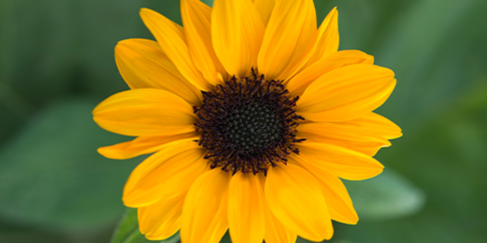 Helianthus-Solis-Gold-