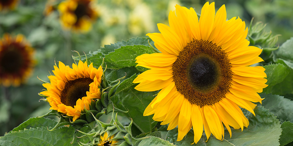 Helianthus-Solis-Orange