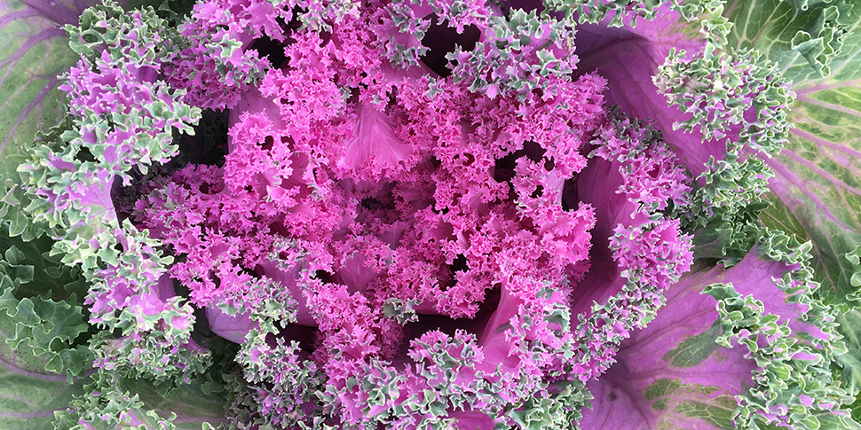 Kale-Crimson-Garden