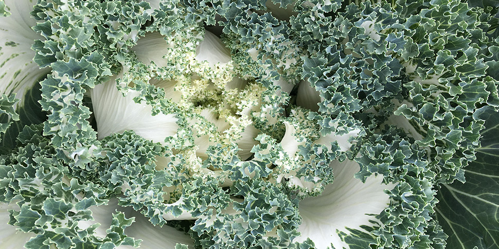 Kale-Ivory-Garden