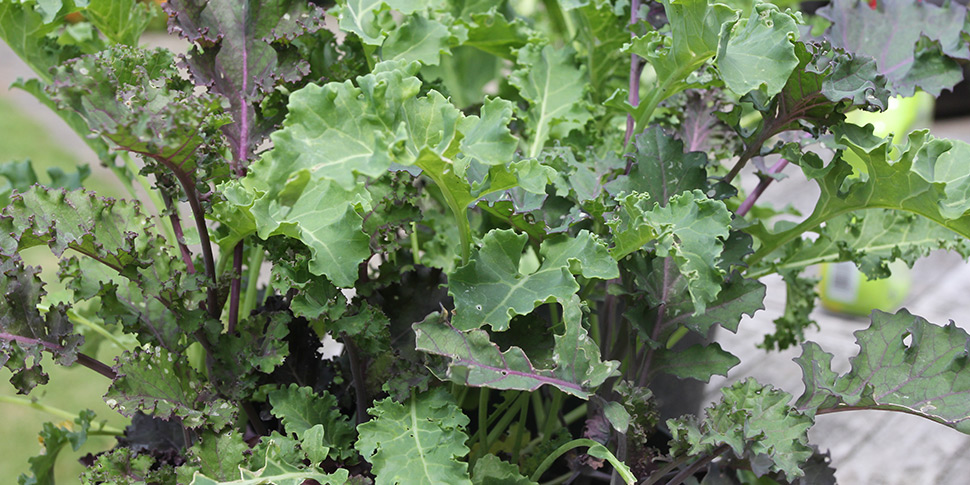 Kale-Winter-Wonderland