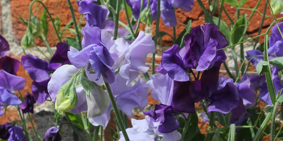 Lathyrus-Blue-Medley