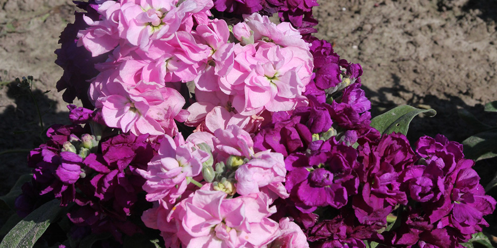 Matthiola-Art-Nouveau