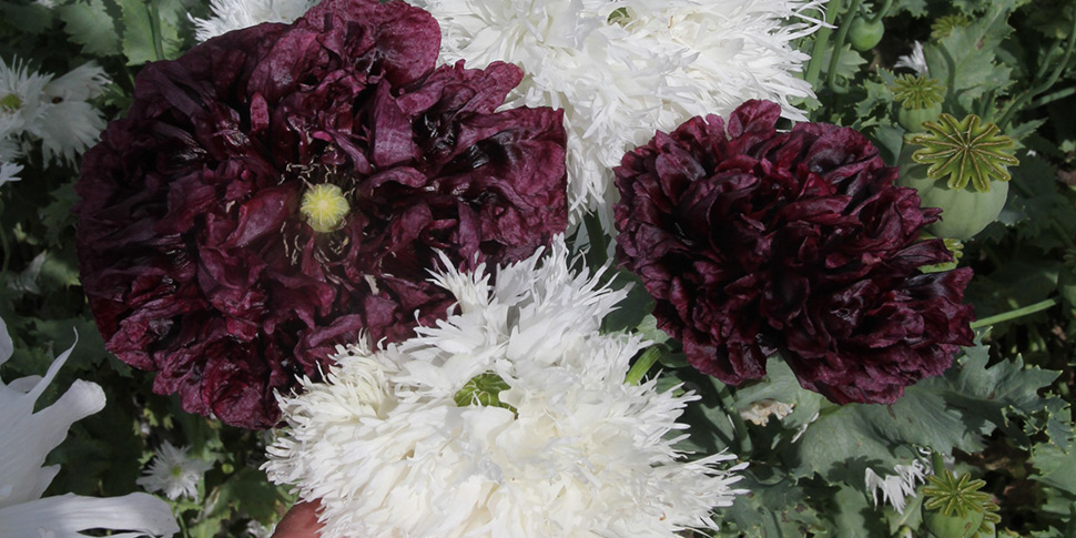 Papaver-Night-and-Day