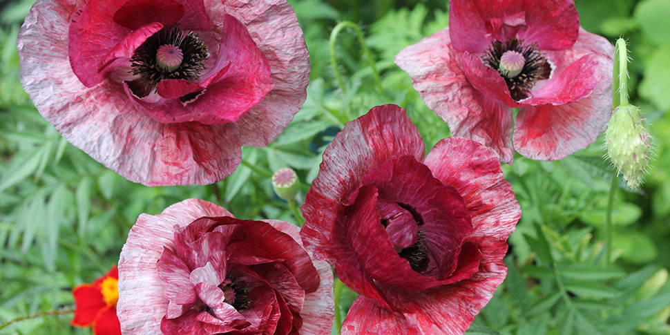Papaver-Raspberry-Ripple
