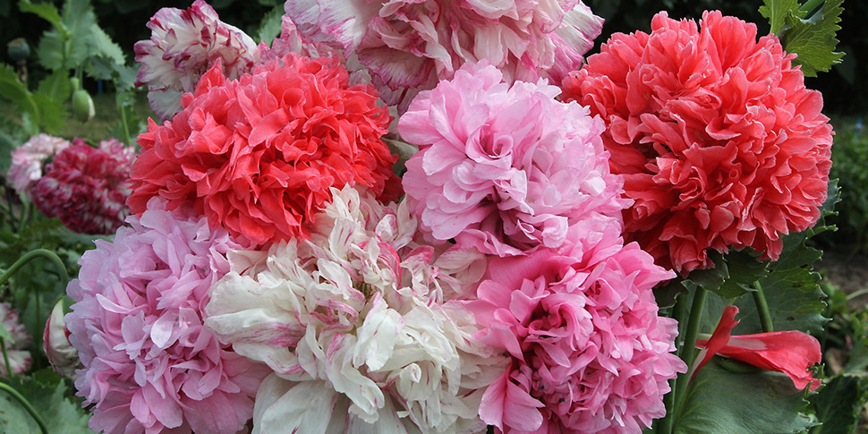 Papaver-Summer-Passion