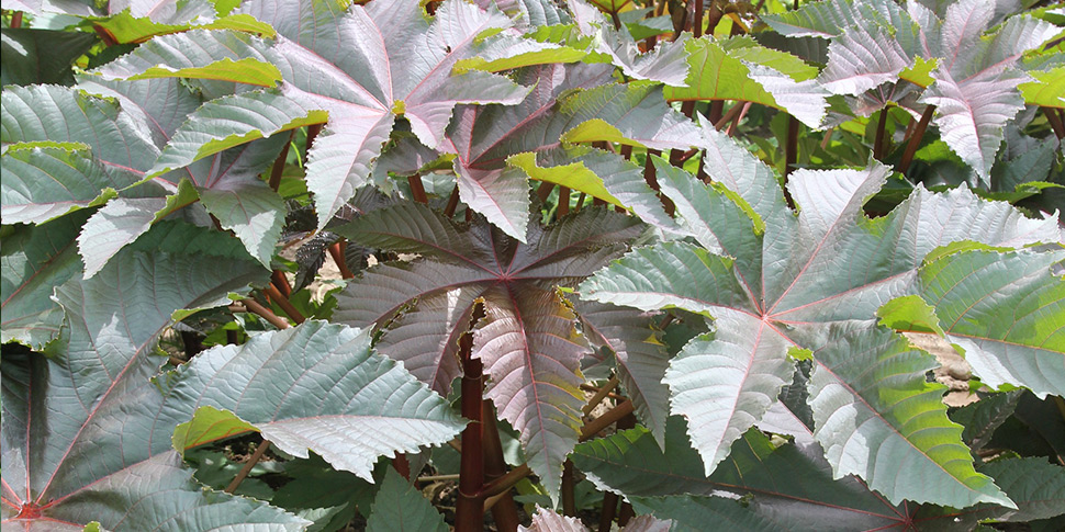 Ricinus-Limpopo