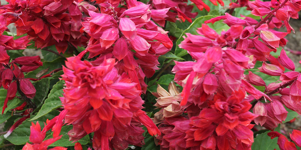 Salvia-Burgundy-Spires